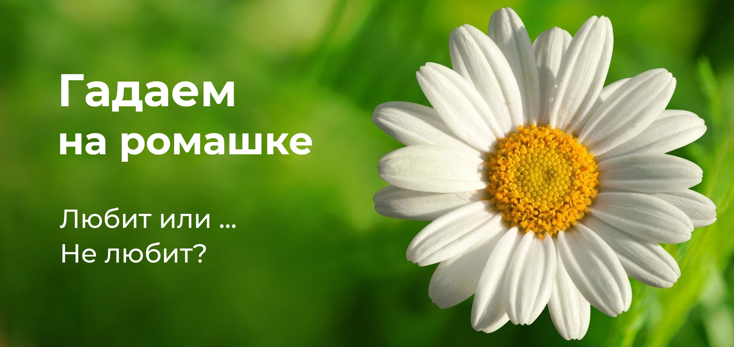 Гадание на ромашке. Любит или Не любит?